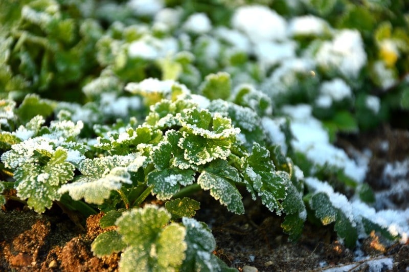 Winter Gardening Care, Tips, and Ideas Gardening Tips