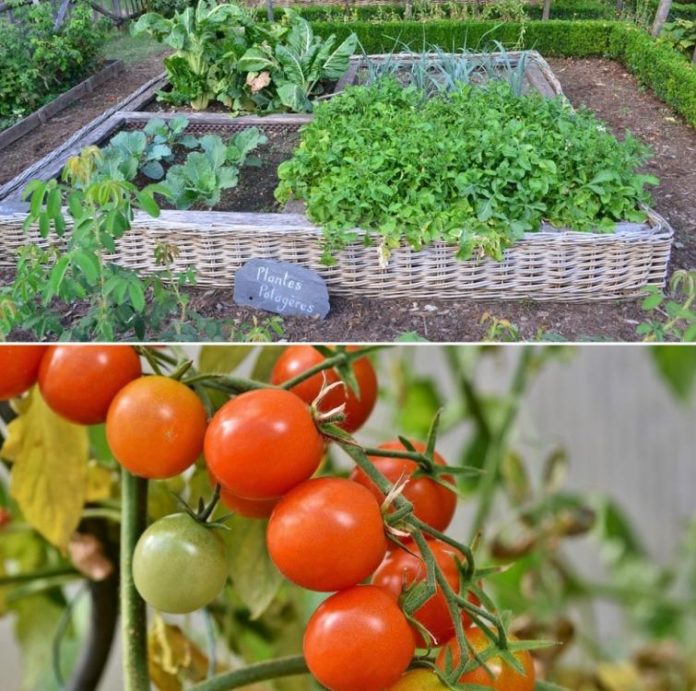 Starting a Vegetable Garden from Scratch A Full Guide Gardening Tips
