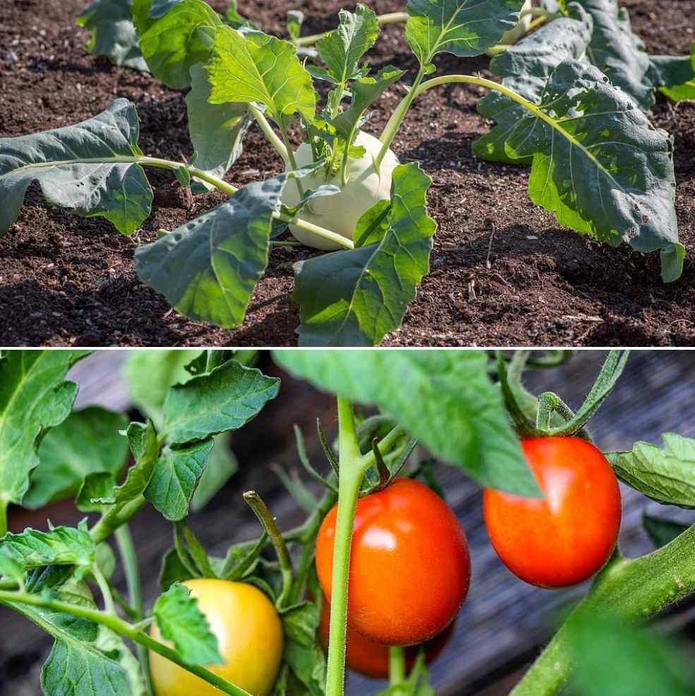 Vegetable Gardening for Dummies A Full Guide Gardening Tips