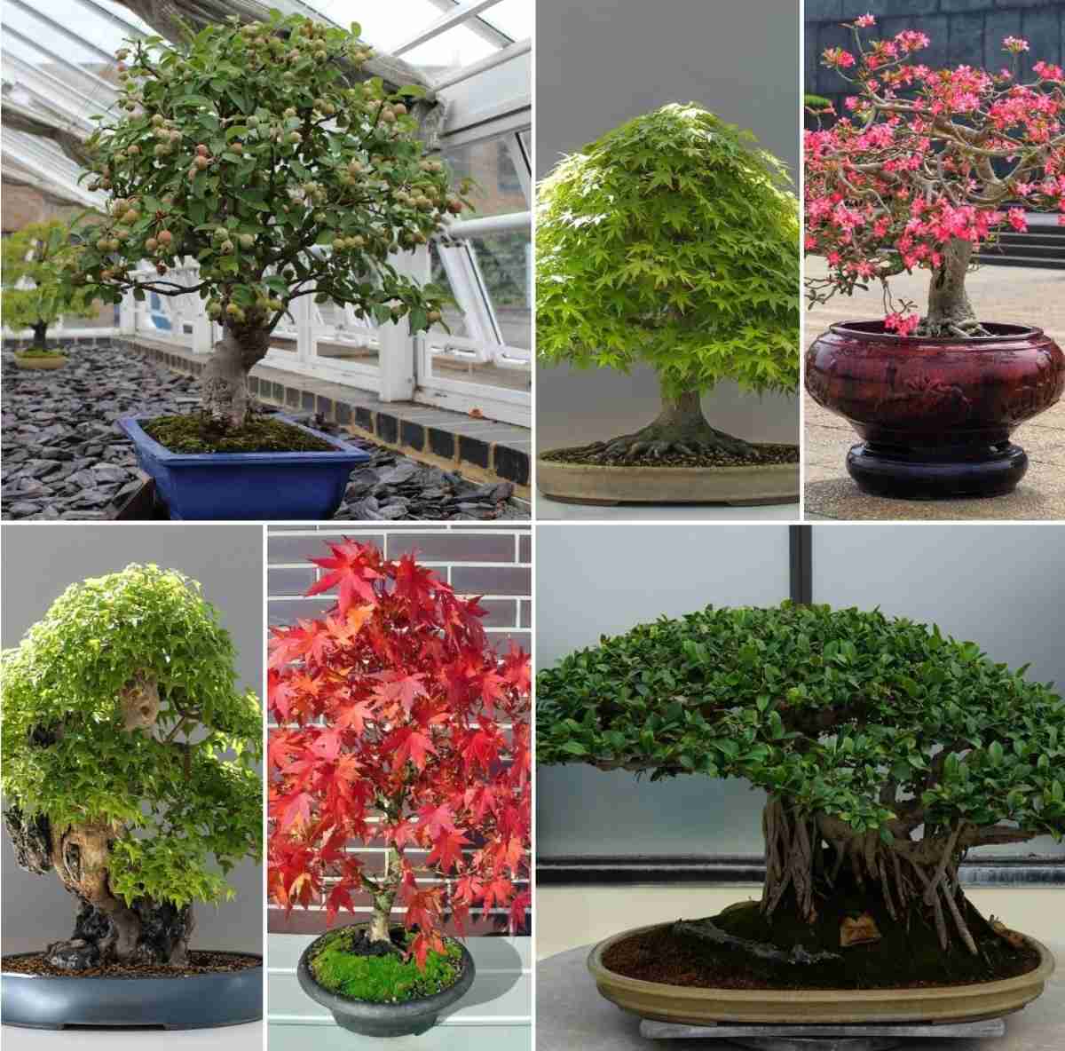 Bonsai Tree Types, Bonsai Gardening, Bonsai Care Gardening Tips