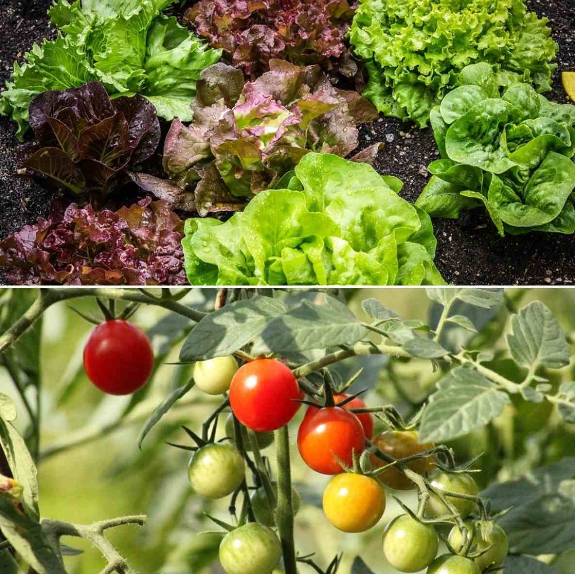 How to Build a Square Foot Garden.