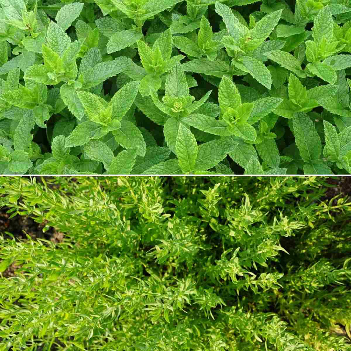 Ground Cover Plants Types, List, Advantages Gardening Tips