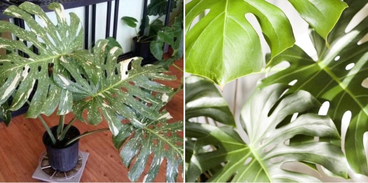 Growing Variegated Monstera A Full Guide Gardening Tips
