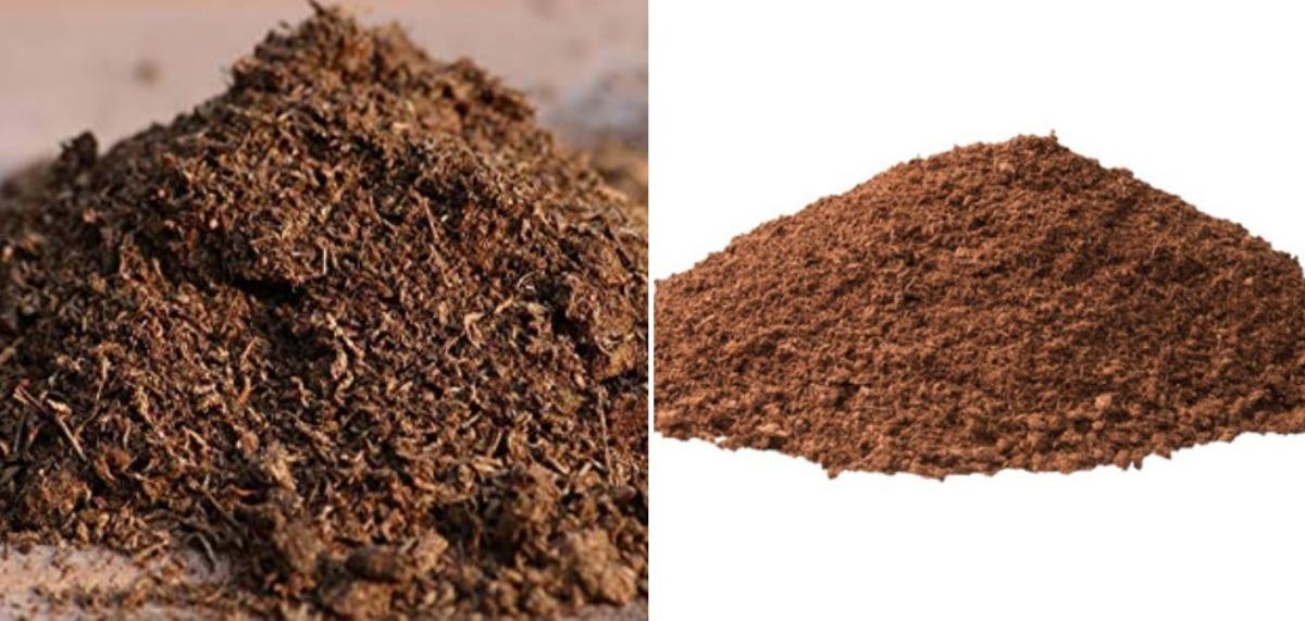 Peat Moss for Vegetable Garden A Full Guide Gardening Tips