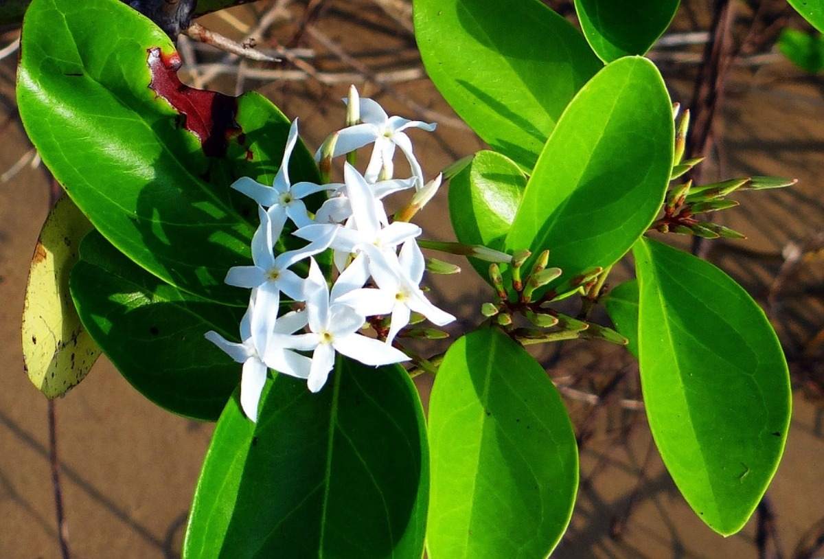 Carissa carandas Growing Tips.