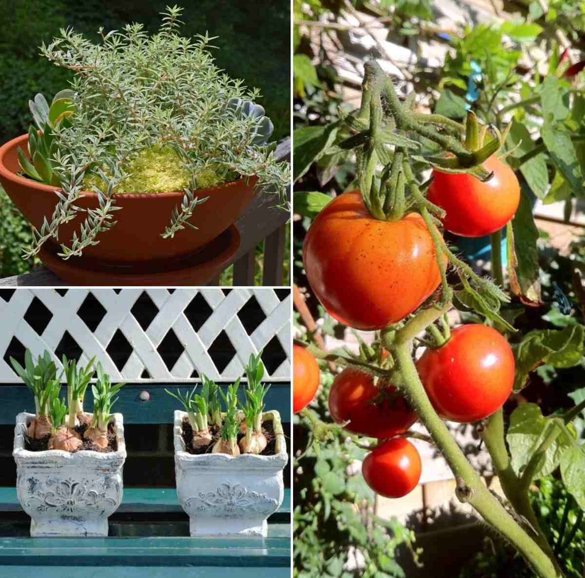 Organic Container Gardening Ideas for Beginners Gardening Tips