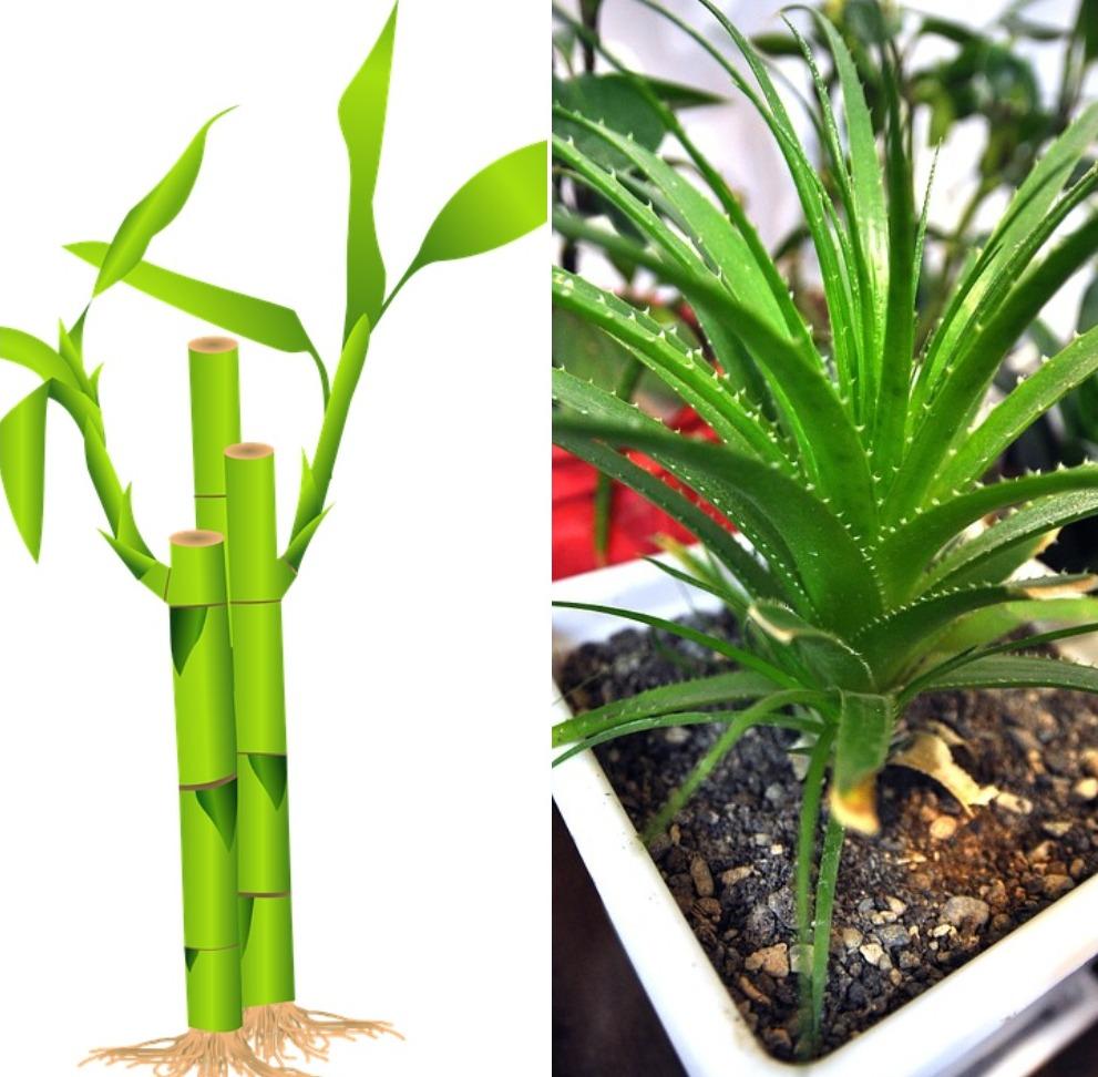 Air Purifying Plants for Home A Full Guide Gardening Tips