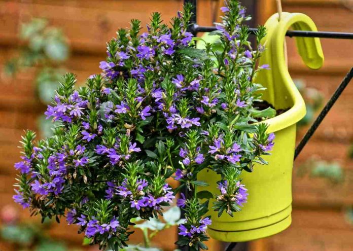 Potting Soil Mix for Flowers Preparation Method