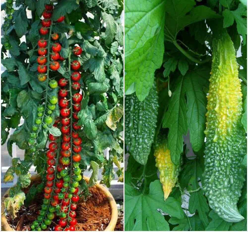 Choose Plants for Apartment Garden.