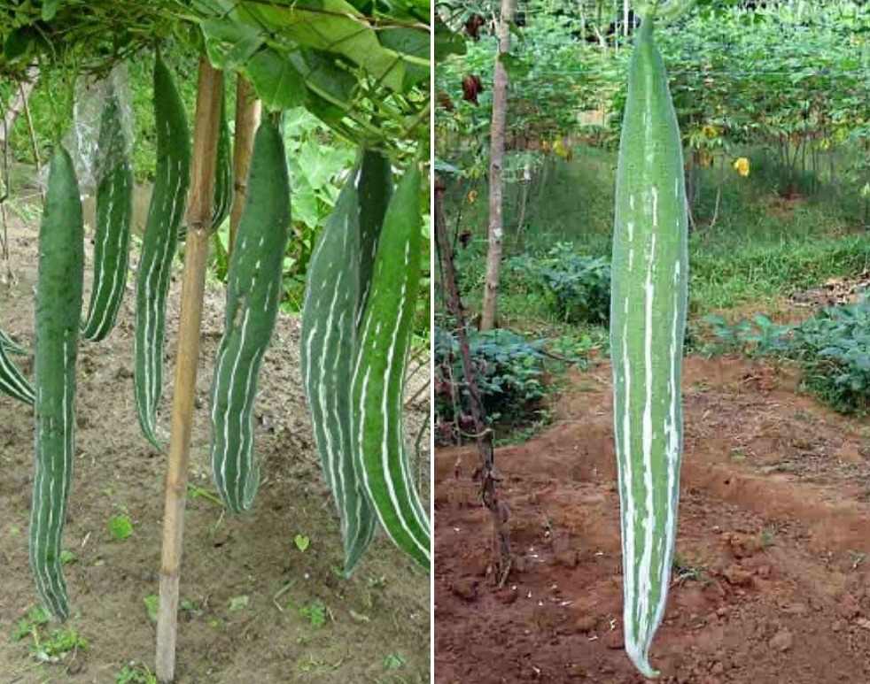 Snake Gourds.