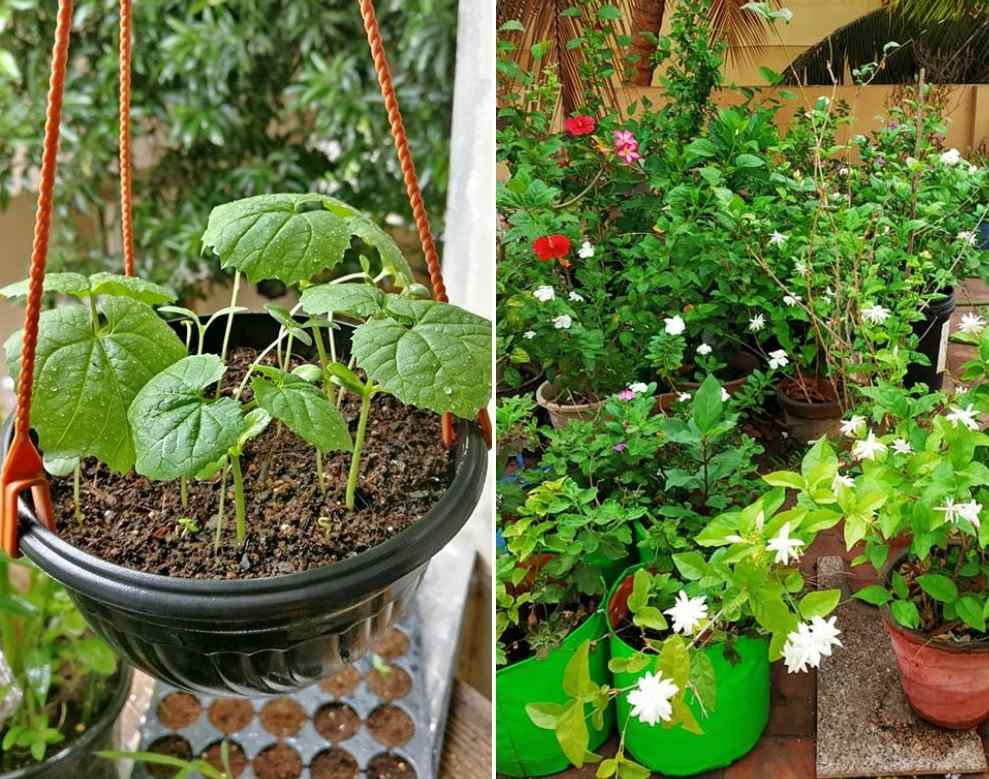 Apartment Container Gardening in India Gardening Tips