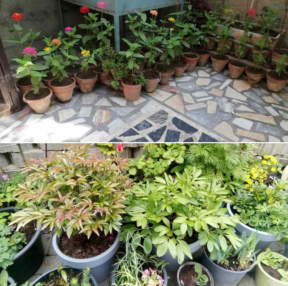 Apartment Container Gardening in India Gardening Tips
