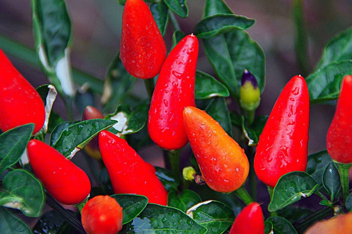 Growing Hydroponic Peppers for Dummies Gardening Tips
