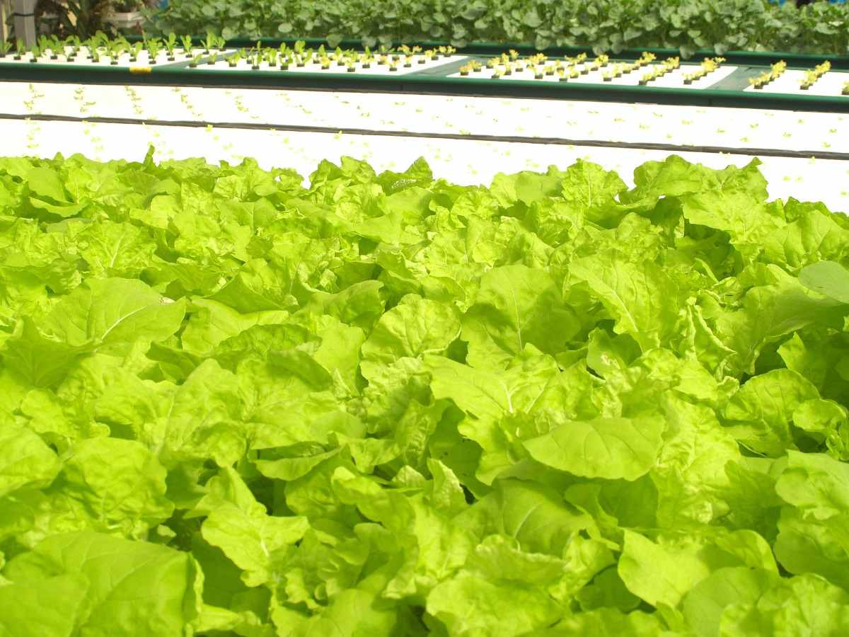 Growing Leafy Greens in Hydroponics A Full Guide Gardening Tips