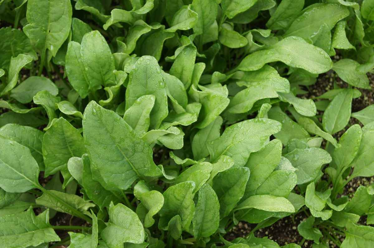 Spinach Growing Tips.