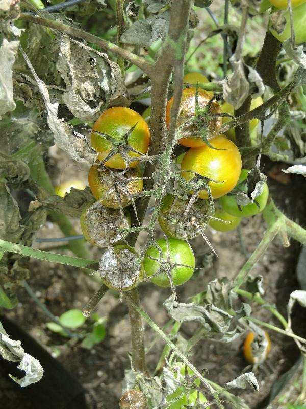 Tomato Blight Disease.