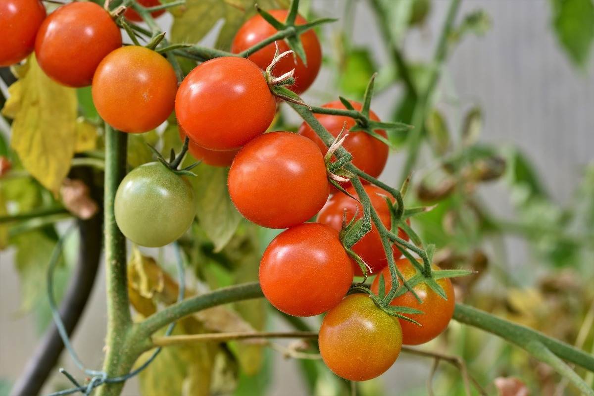 A guide to Aquaponic Tomatoes.
