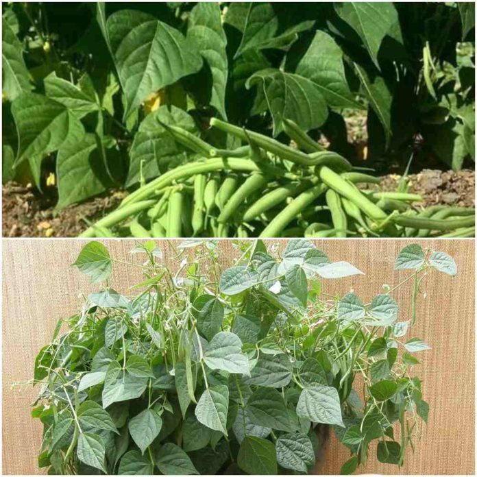 Growing French Beans in Pots/Containers A Full Guide Gardening Tips