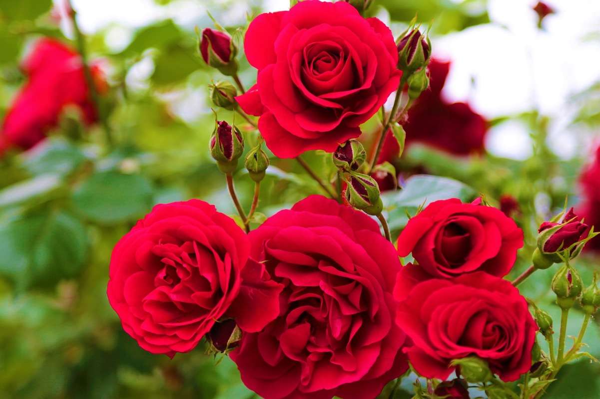Propagating Rose Plants from Cuttings A Full Guide Gardening Tips