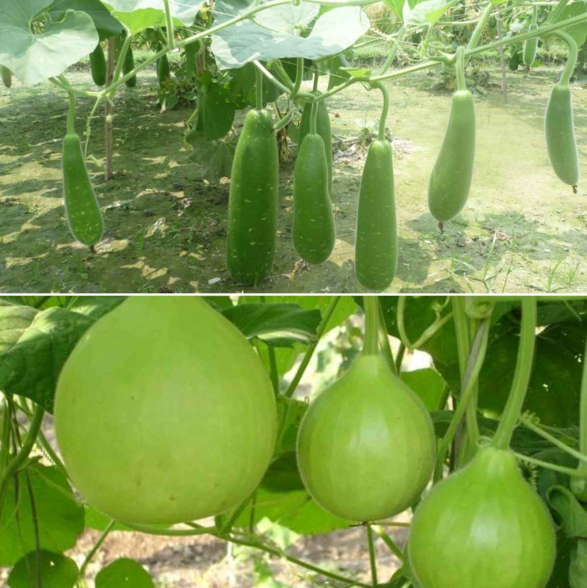 Bottle Gourd Pests, Diseases (Lauki), Control Gardening Tips