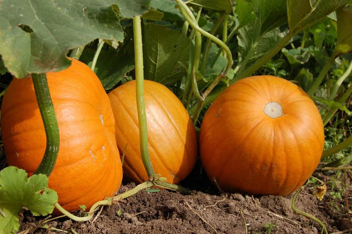 Pumpkin Seed Germination, Time, Temperature, Process Gardening Tips