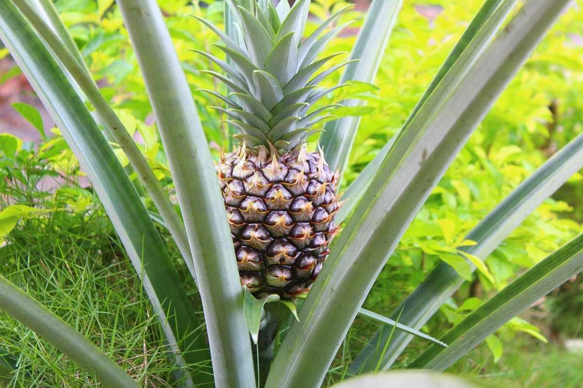 Growing Pineapple from Cuttings, Tops at Home Gardening Tips