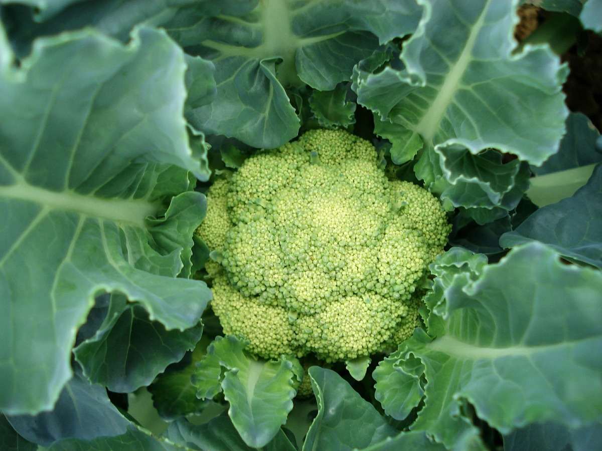 Cauliflower Seed Germination, Time, Temperature Gardening Tips