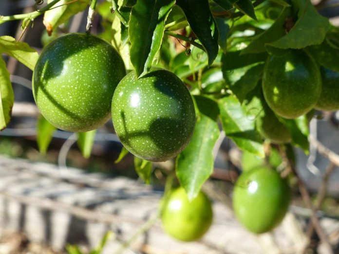 Growing Passion Fruit in Containers from Seed, Cuttings Gardening Tips