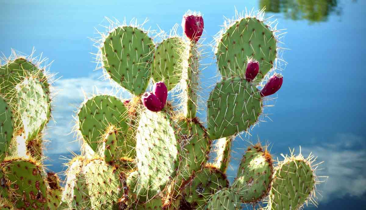 Growing Hydroponic Cactus a Full Guide Gardening Tips