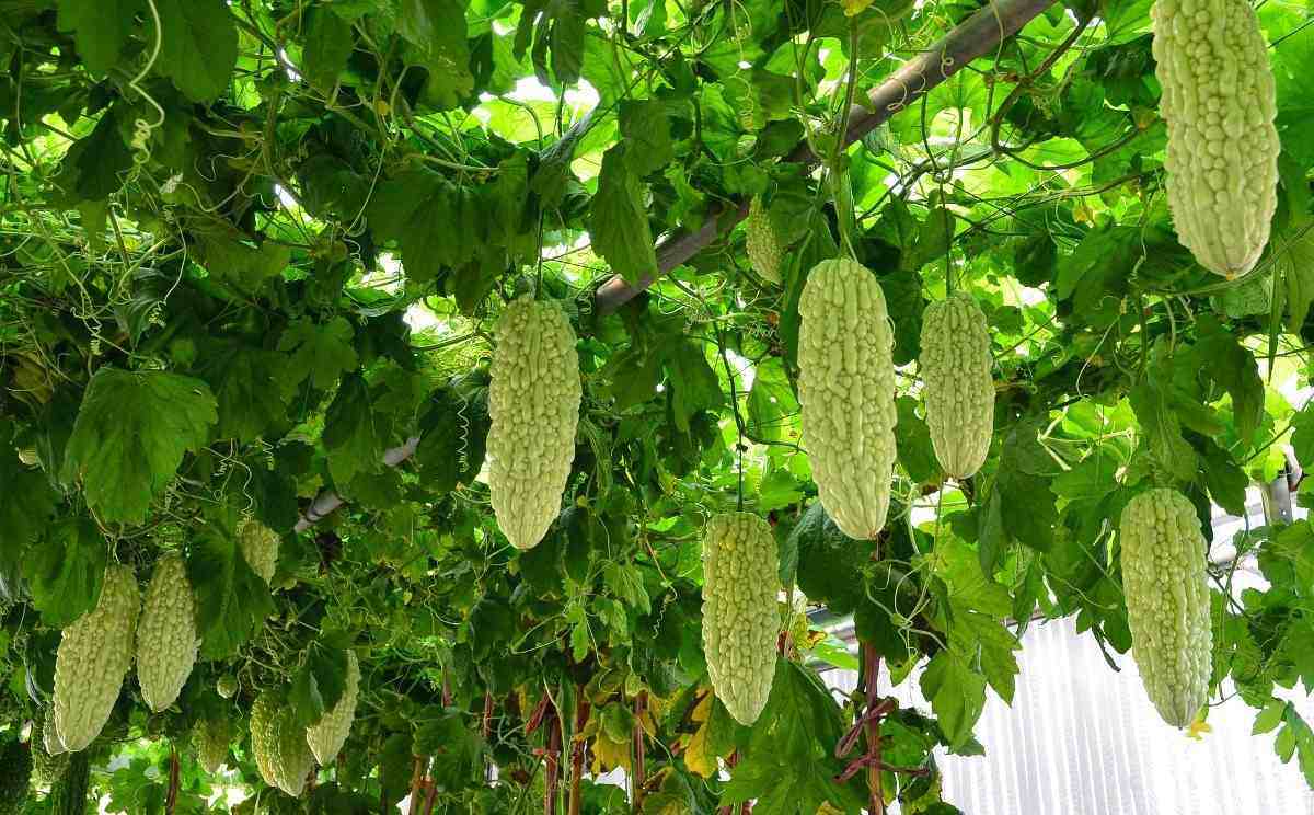Bitter Gourd Seed Germination, Time Period, Procedure Gardening Tips