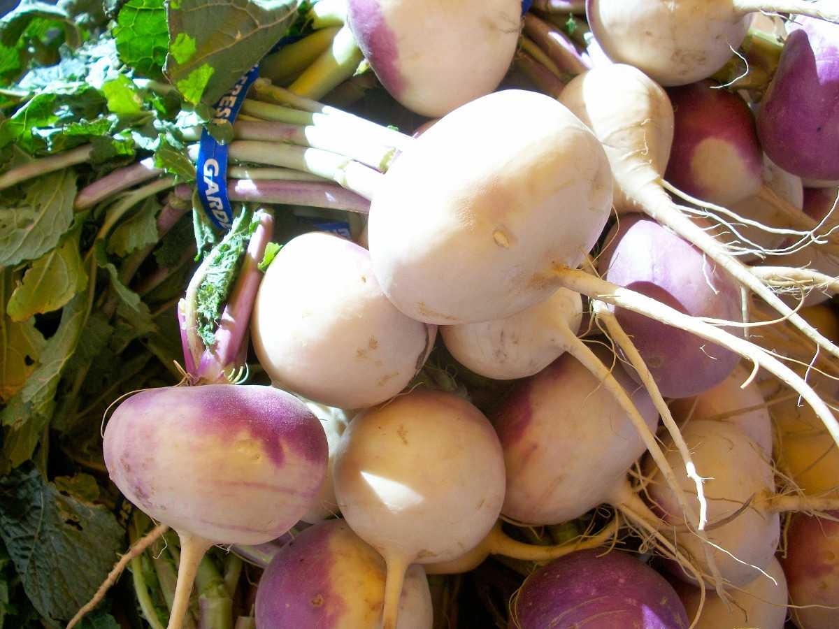 Growing Turnips in Containers, Turnips Plant Care Gardening Tips