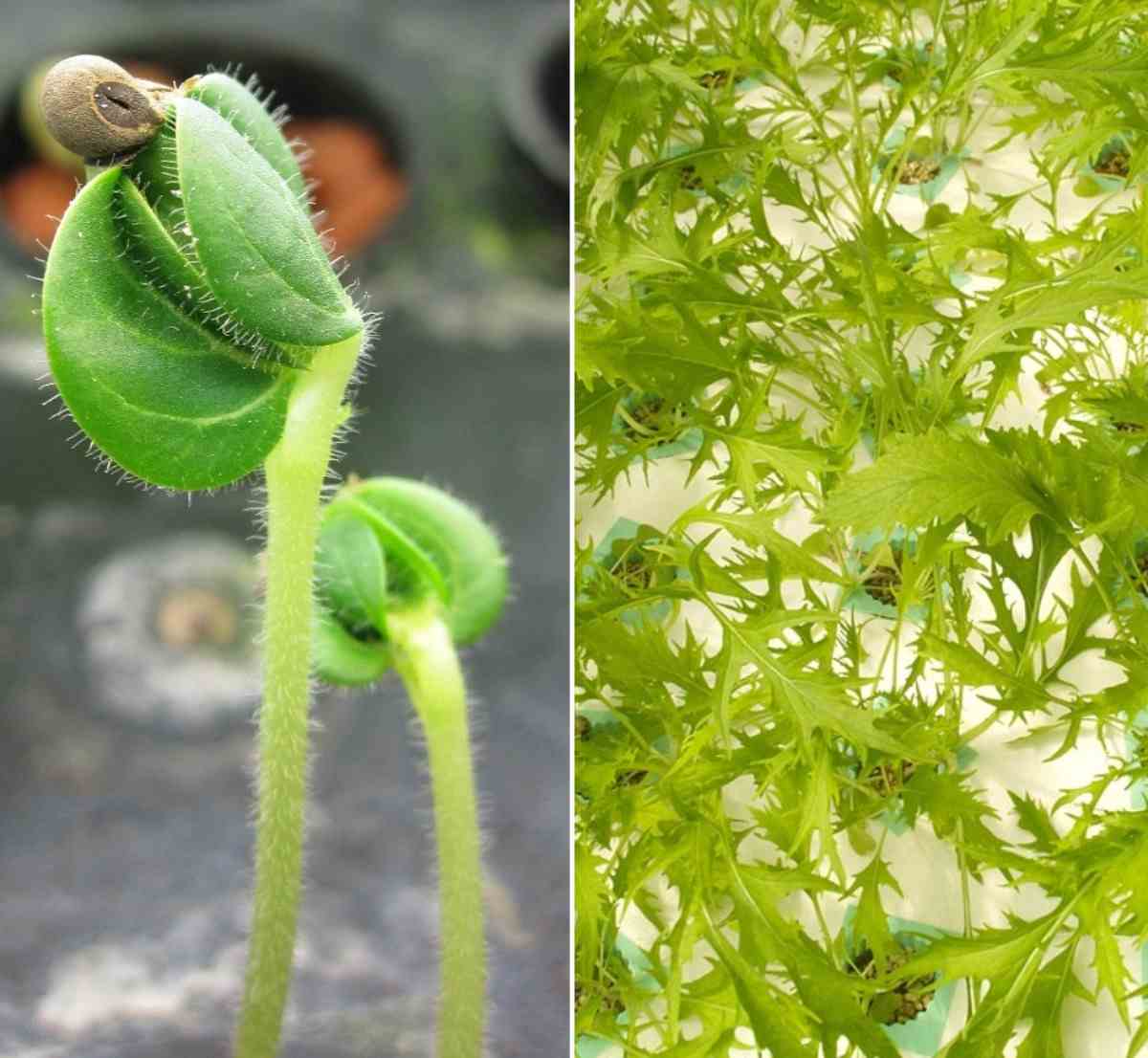 Requirements for Hydroponic seed germination.