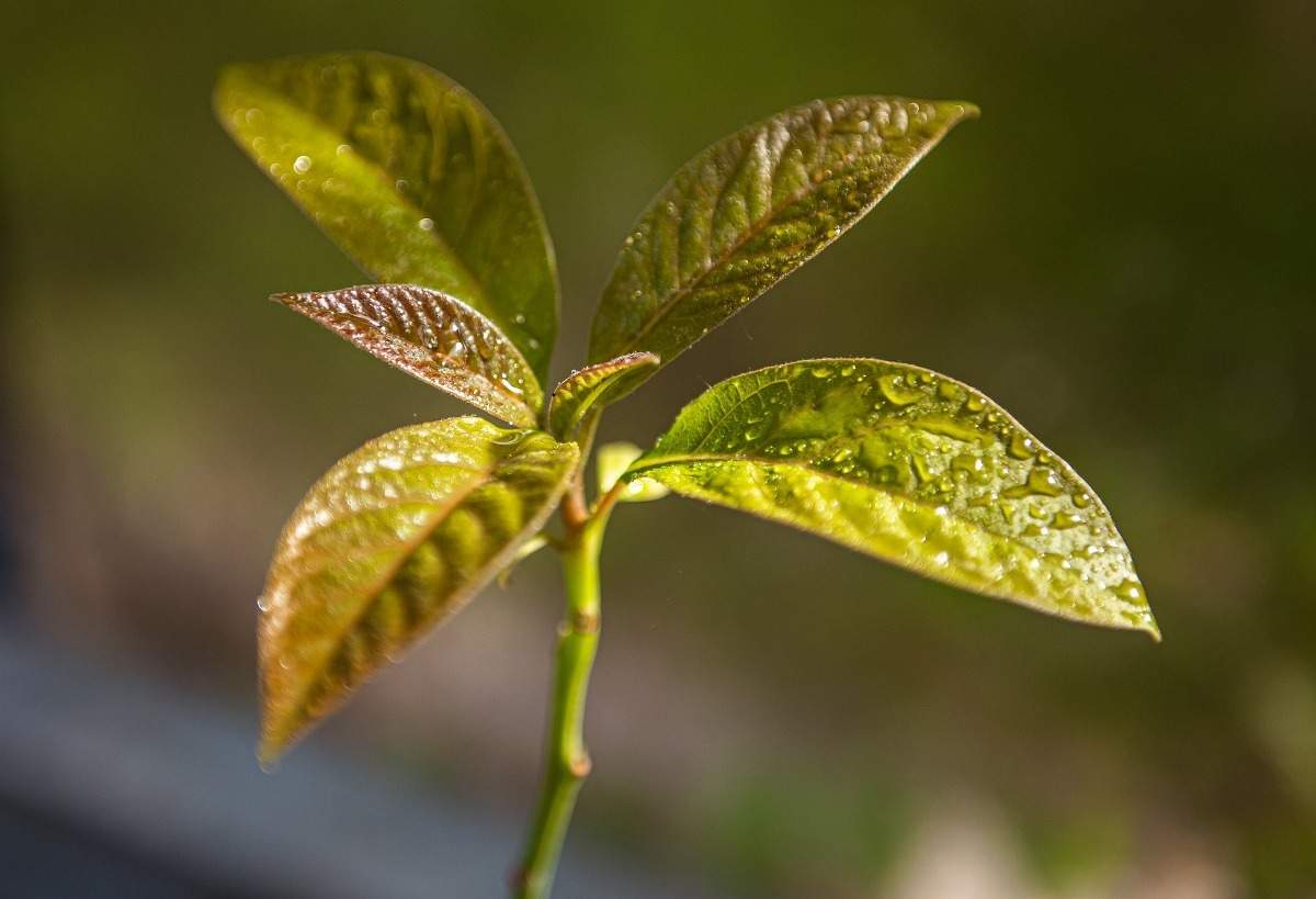 Young Avocado plant.