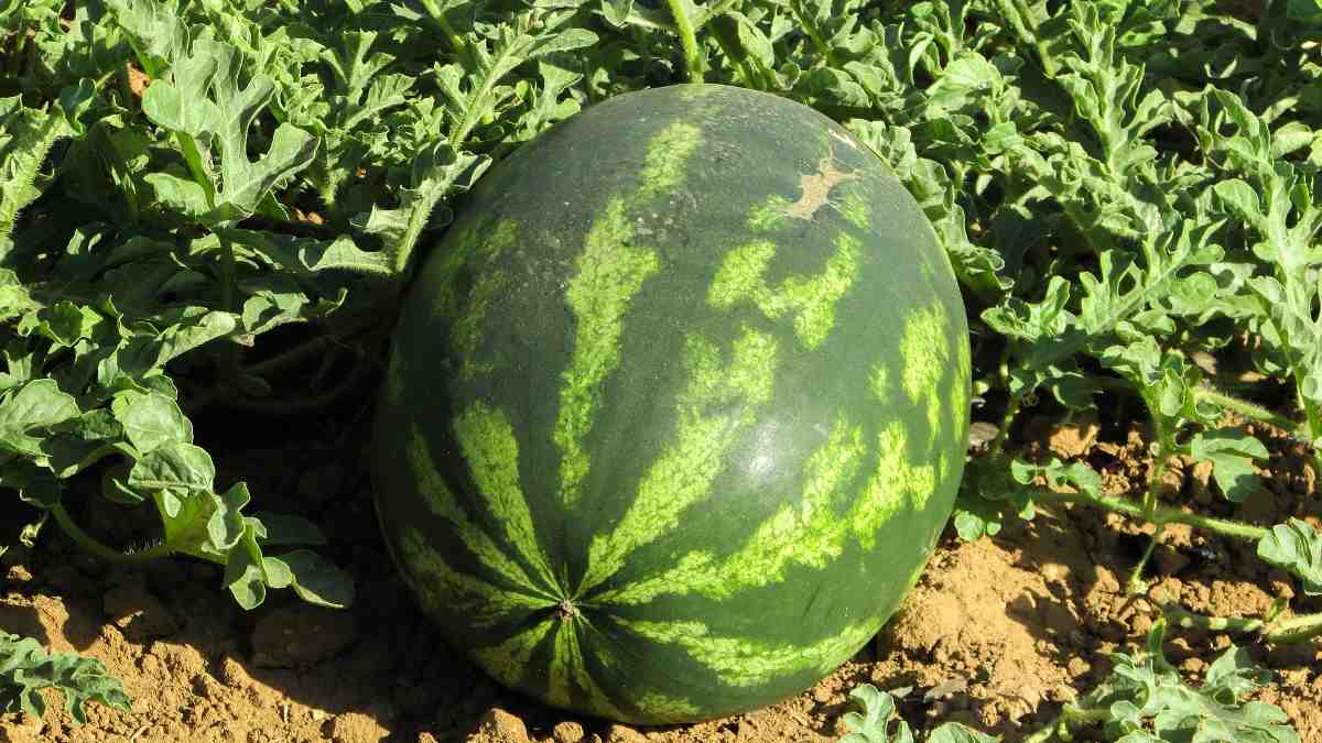 Growing Watermelon in Pots from Seeds a Full Guide Gardening Tips