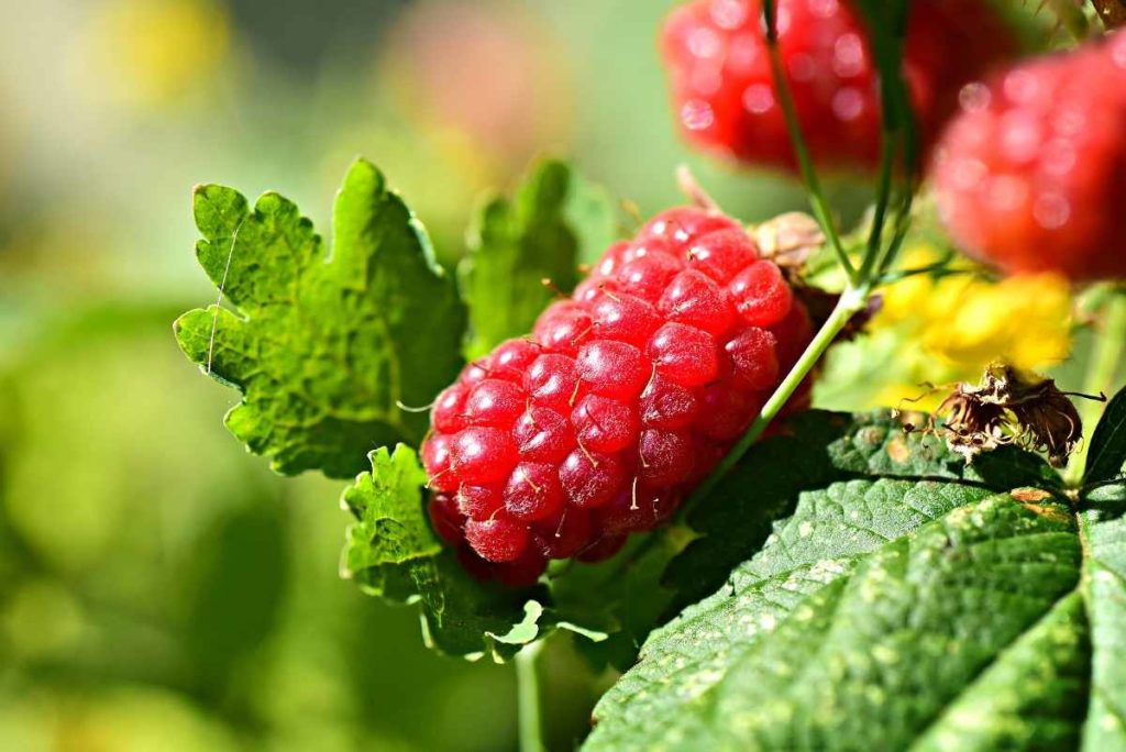 Growing Raspberries Hydroponically a Full Guide Gardening Tips