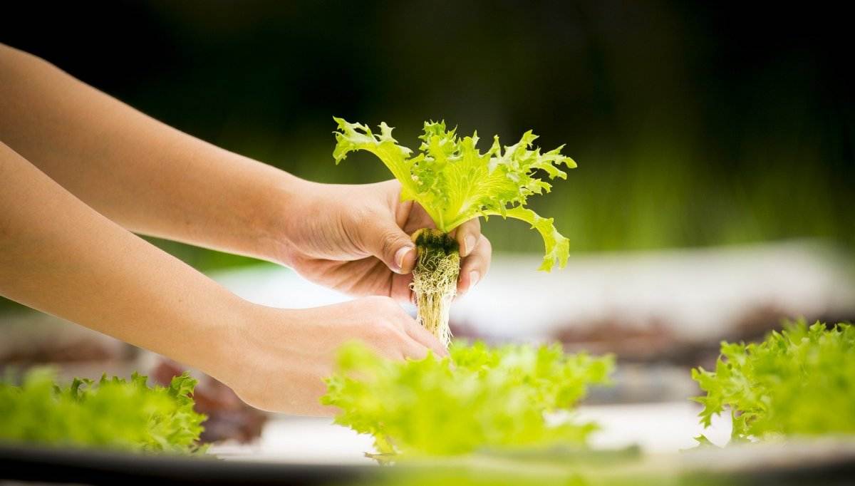 Tips for balcony hydroponic farming.