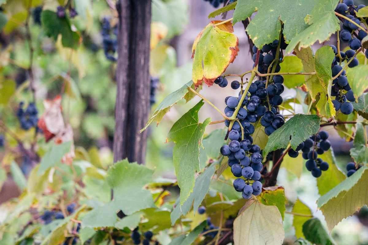 Advantages of Organic Gardening.