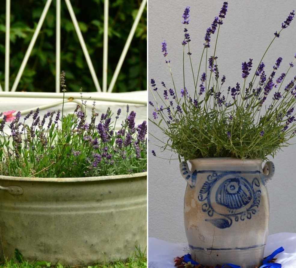 Growing Organic Lavender In Pots, And Containers Gardening Tips