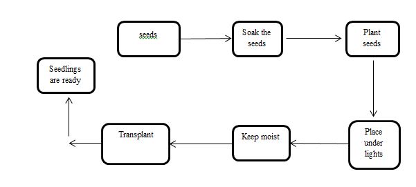 Vegetable Seed Germination Flow Chart
