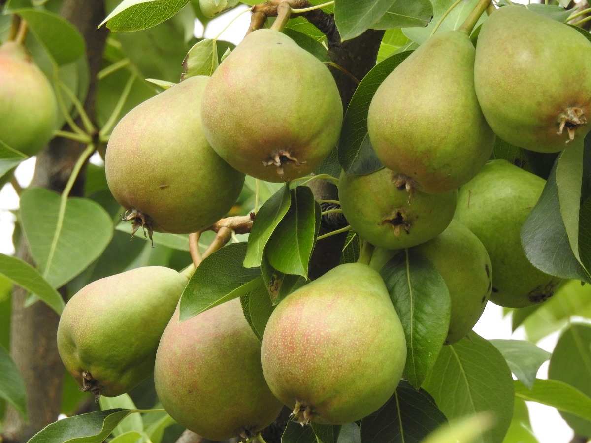 Planting A Pear Tree A Full Guide Gardening Tips