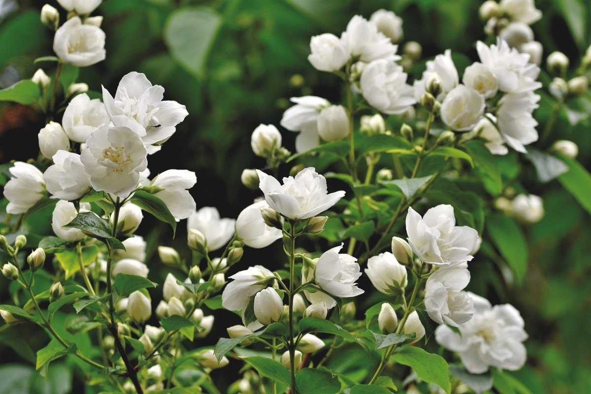 Jasmine Gardening For Beginners How to Start, FAQs Gardening Tips