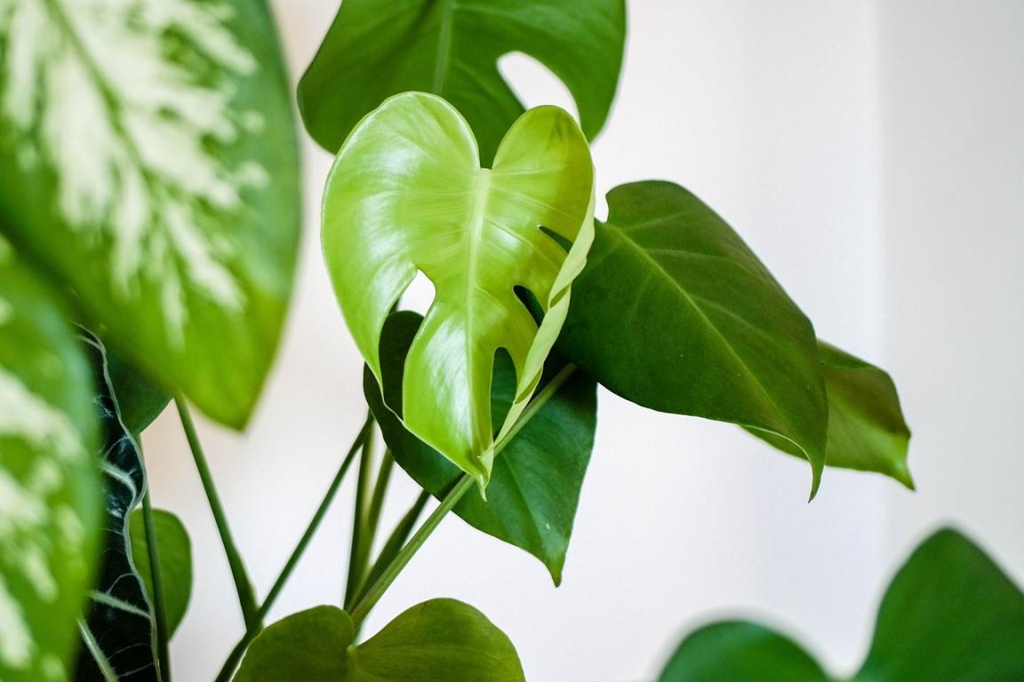 Common Reasons Why Your Houseplants are Dying Gardening Tips