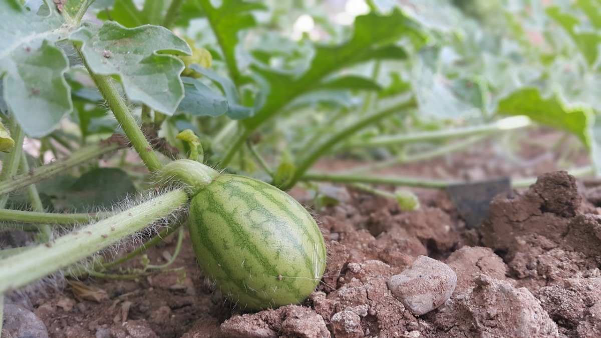 Watermelon Gardening For Beginners How To Start Gardening Tips