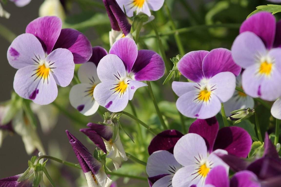 Pansy Flower Gardening for Beginners, How To Start Gardening Tips