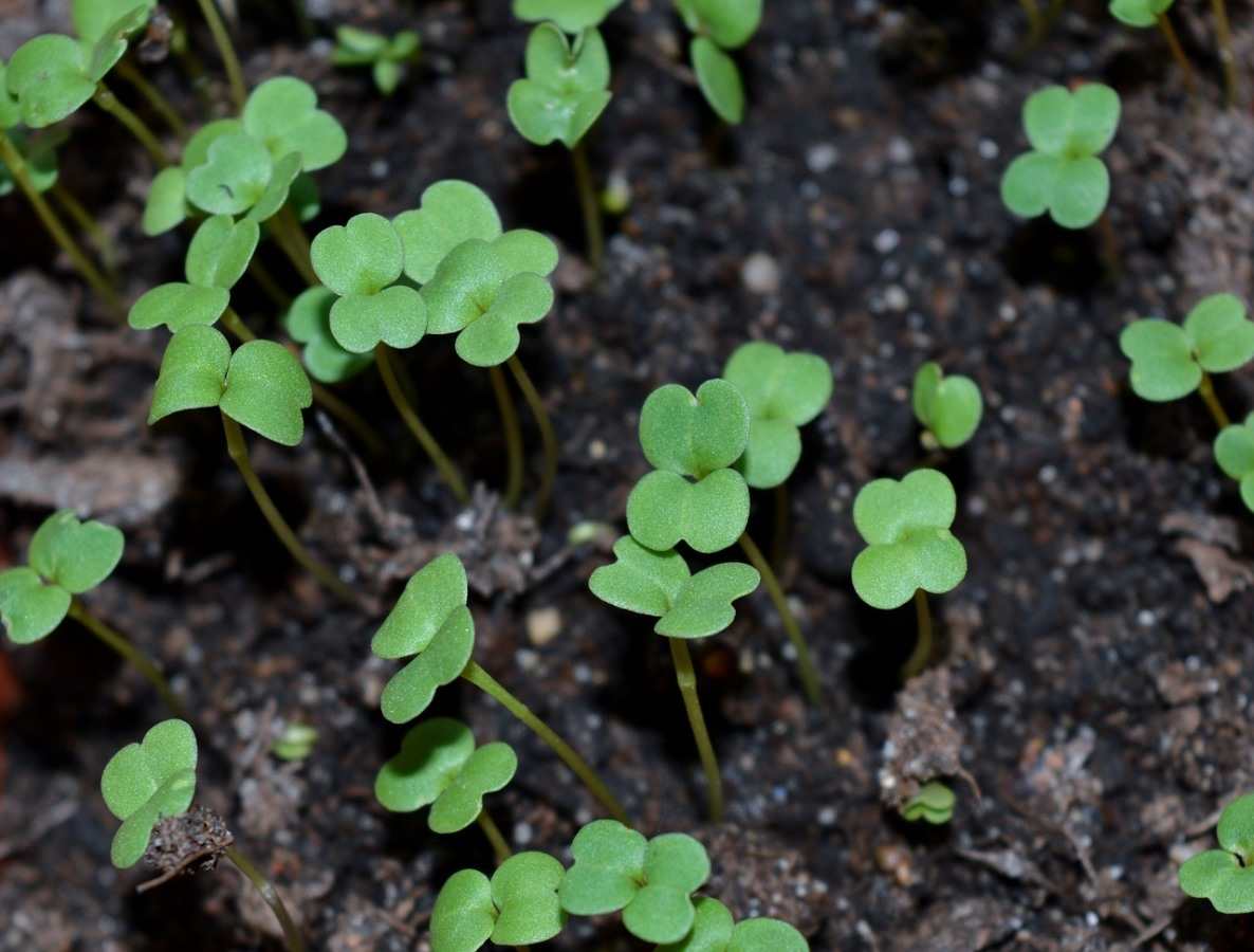 Growing Microgreens