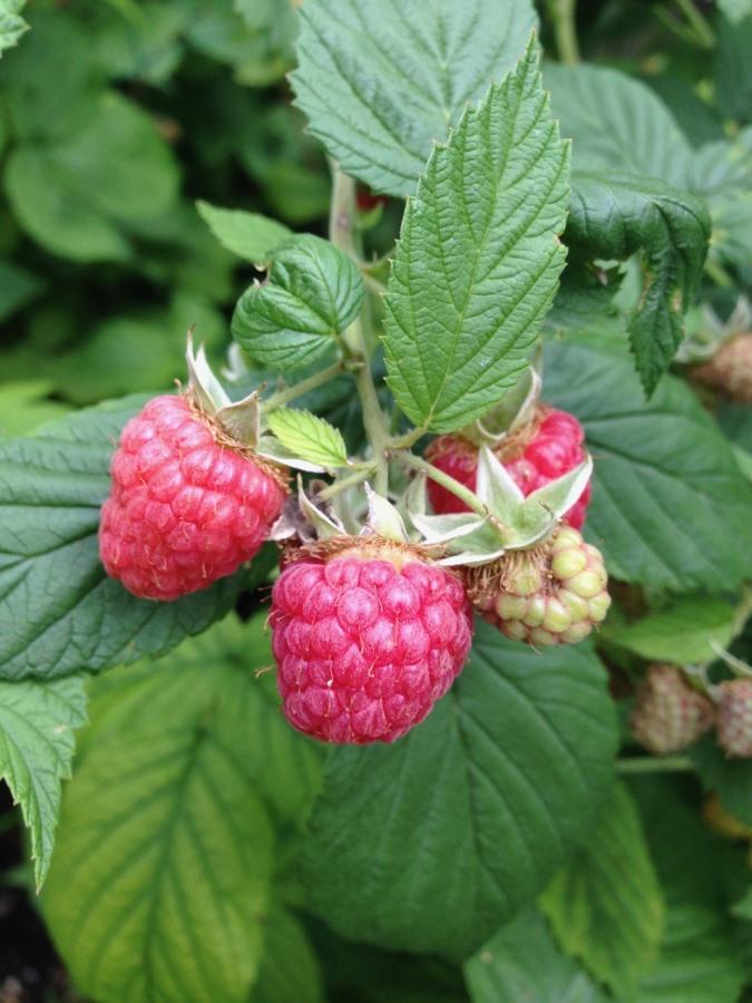 Raspberry Plant
