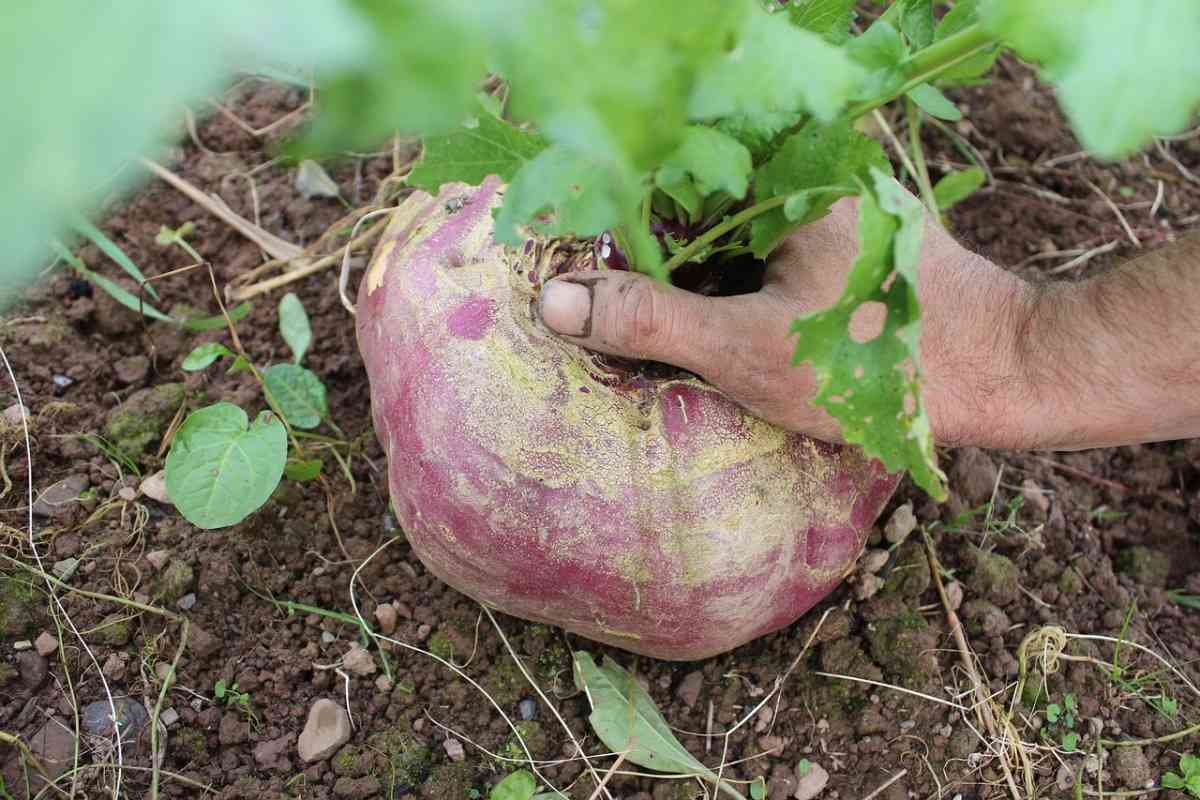 Giant Turnip