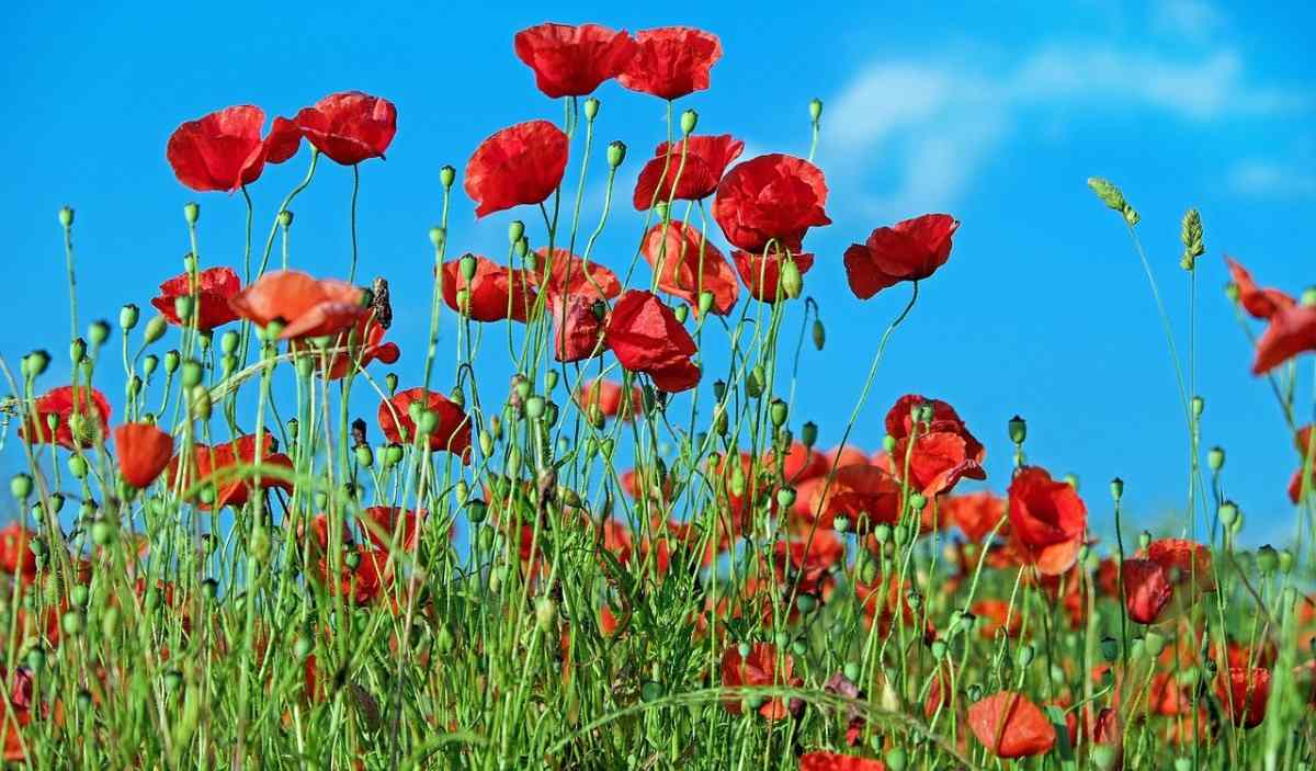 Poppy Flower Gardening for Beginners, How to Start Gardening Tips