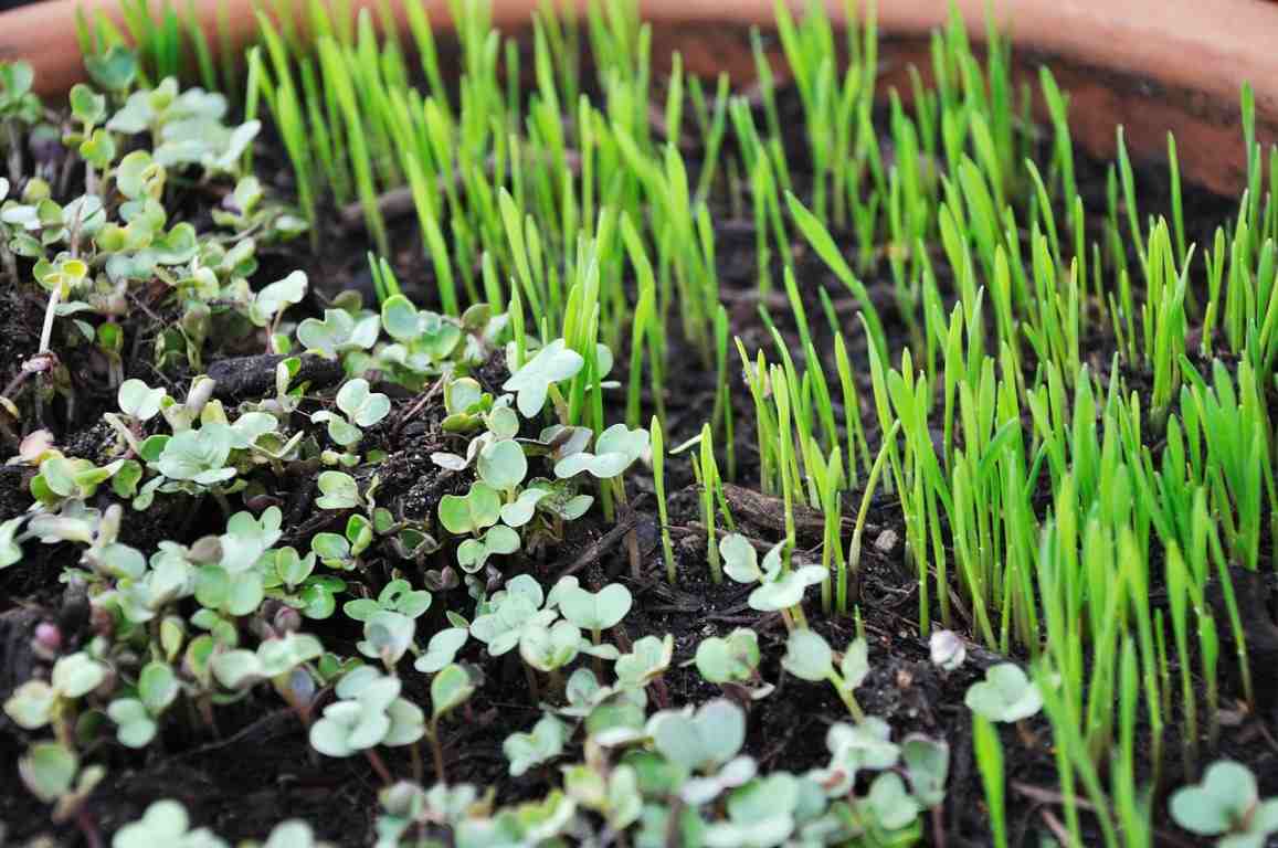 How to Grow Mirogreens