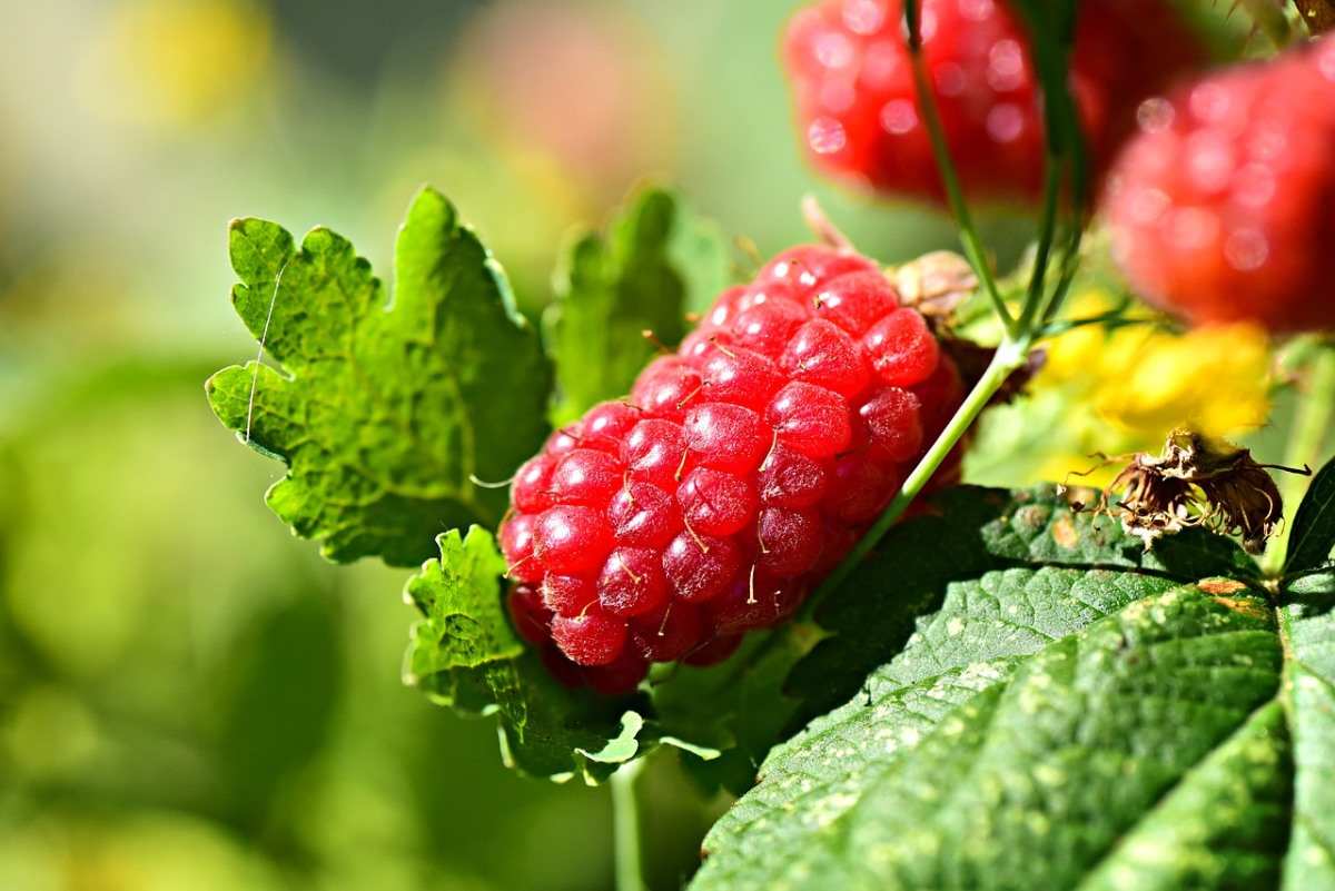 How to Grow Raspberries